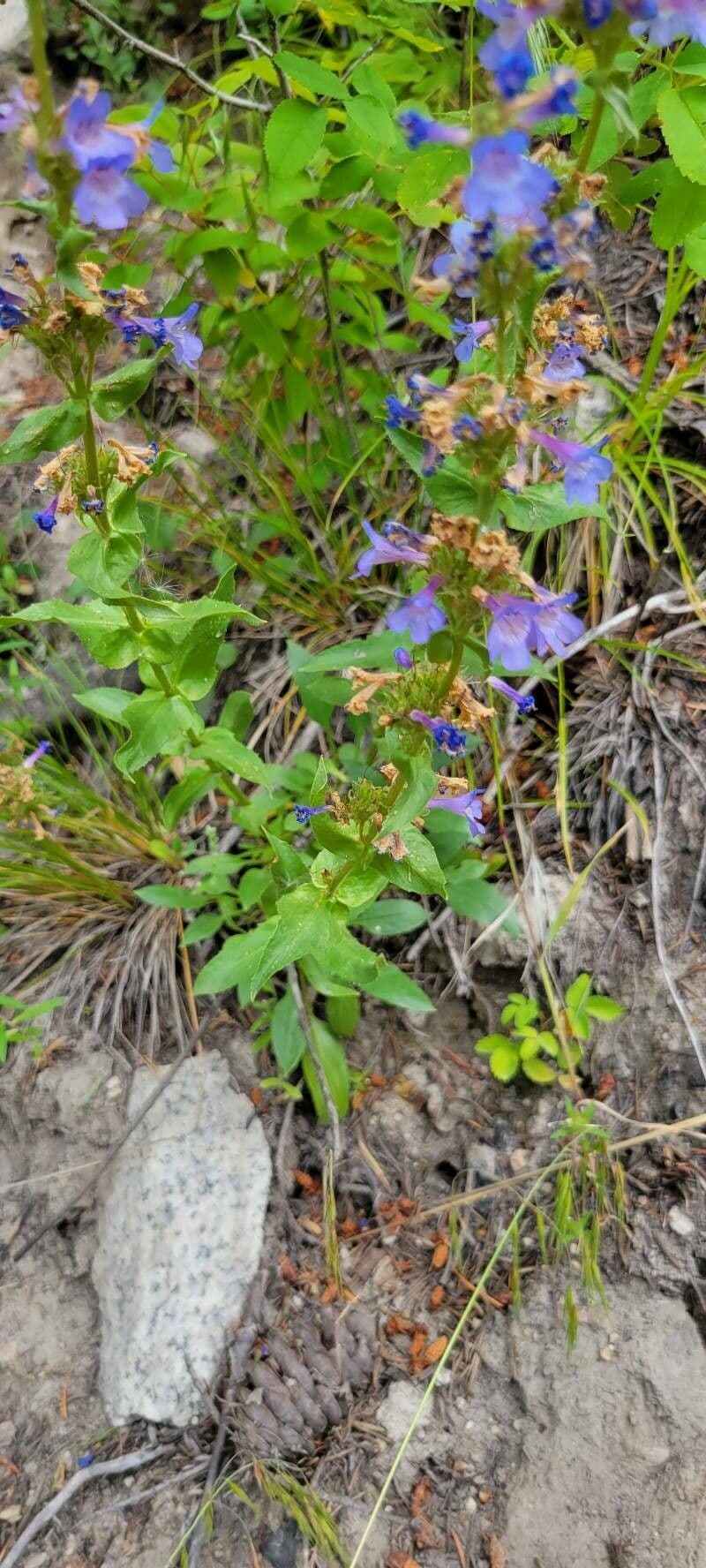 Penstemon 11