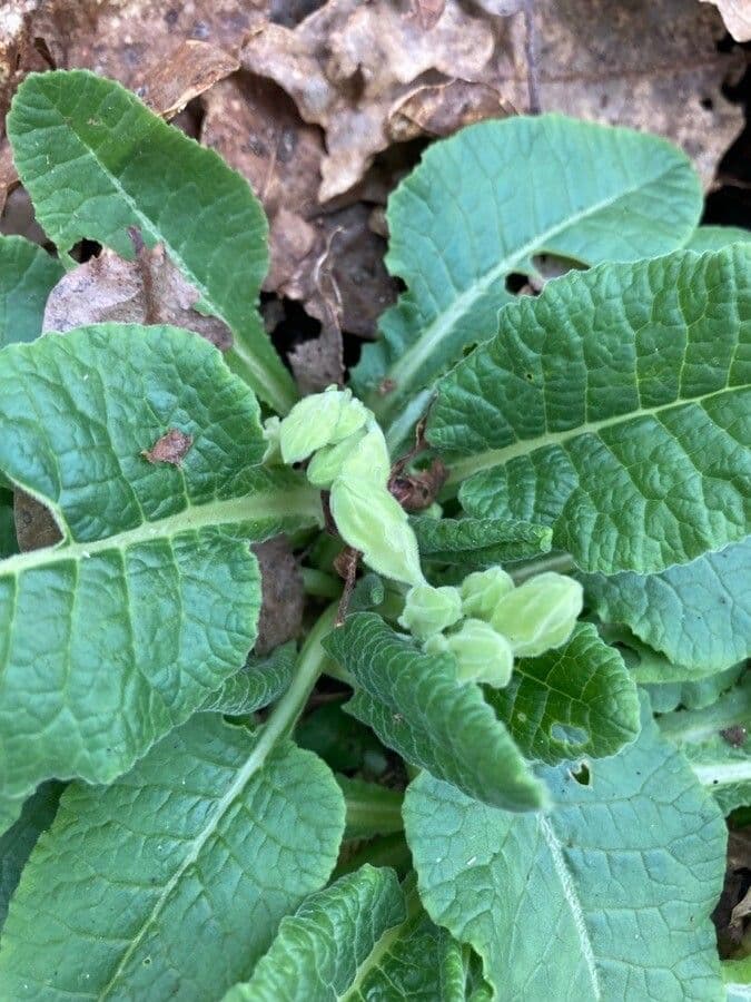 Primavera 16