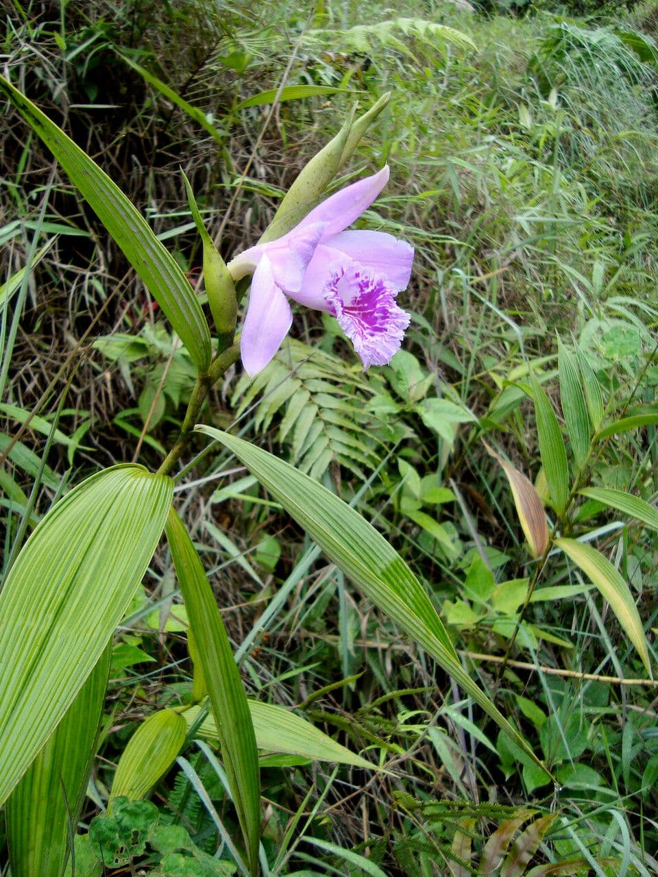 Sobralia 3