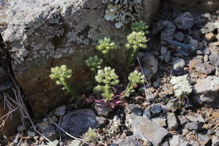 Alyssum minutum 9