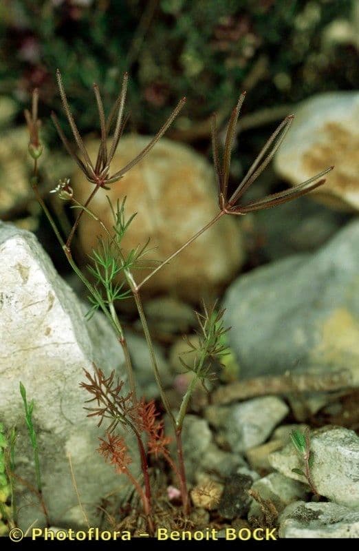 Perifollo austral 22