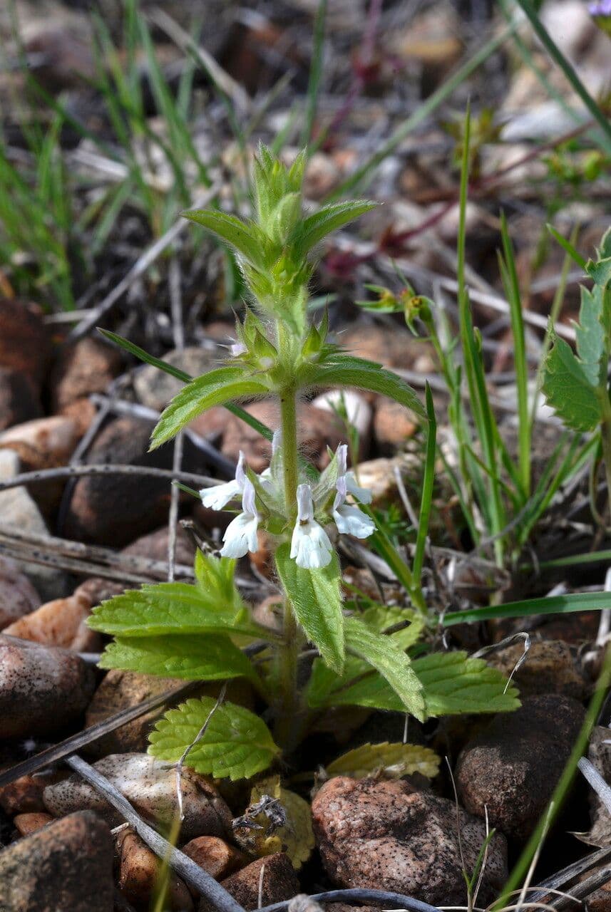 Sideritis romana 10