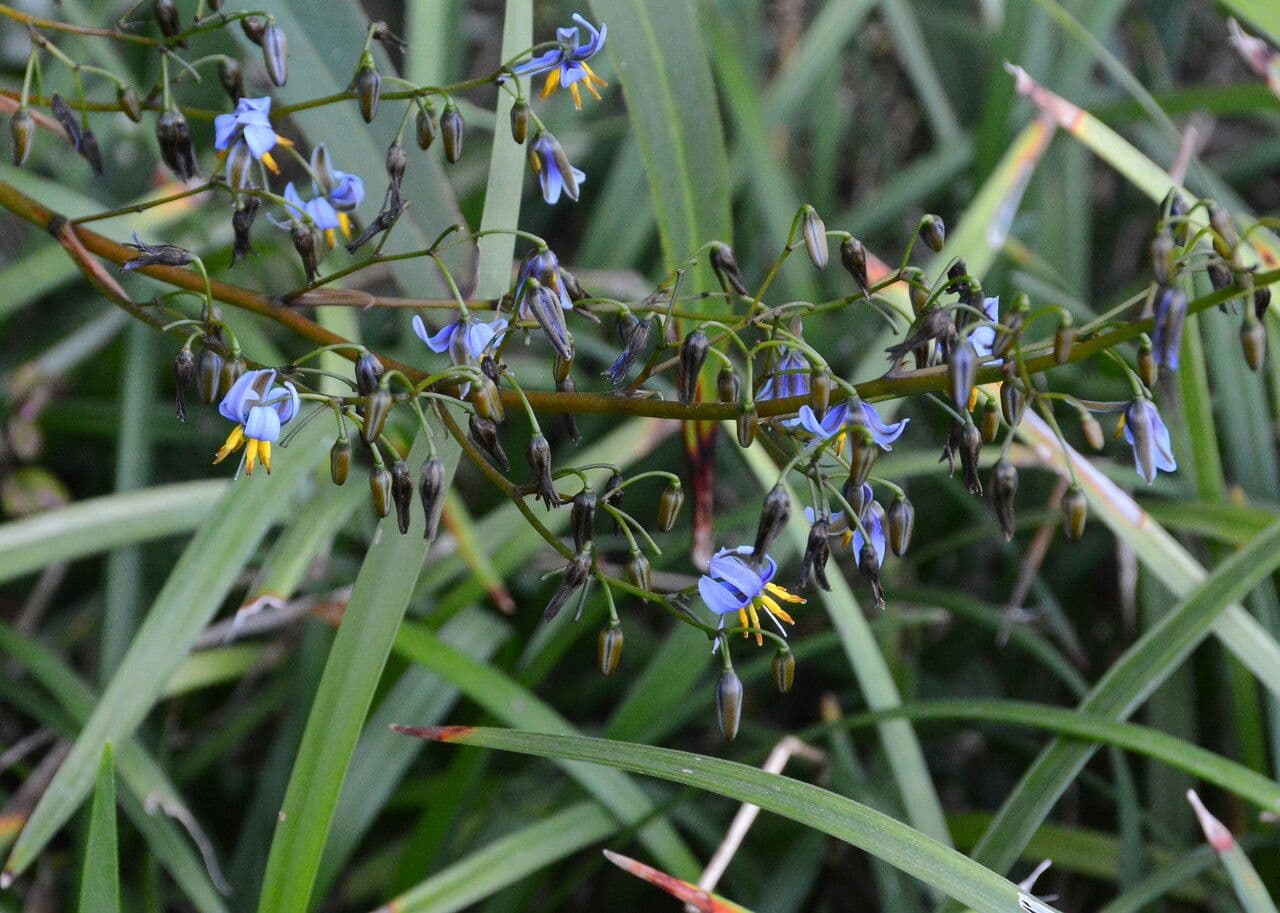 Dianella 18