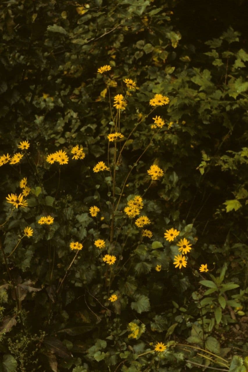 Dark-eyed sunflower 9