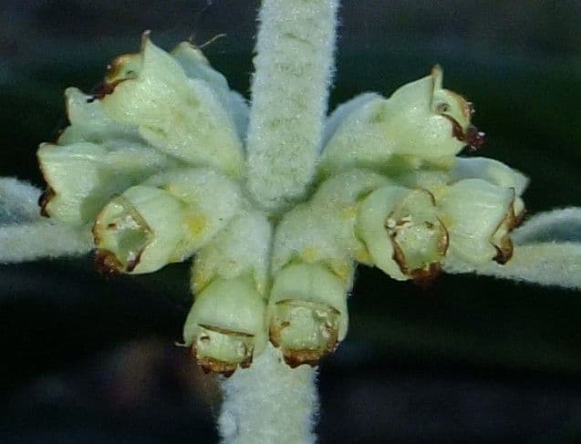 Sideritis 20