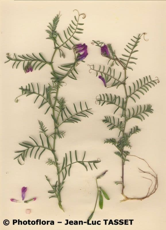 Vesce à une fleur 25