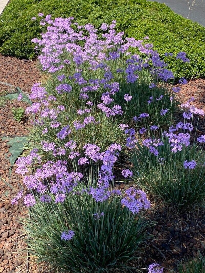 Tulbaghia 13