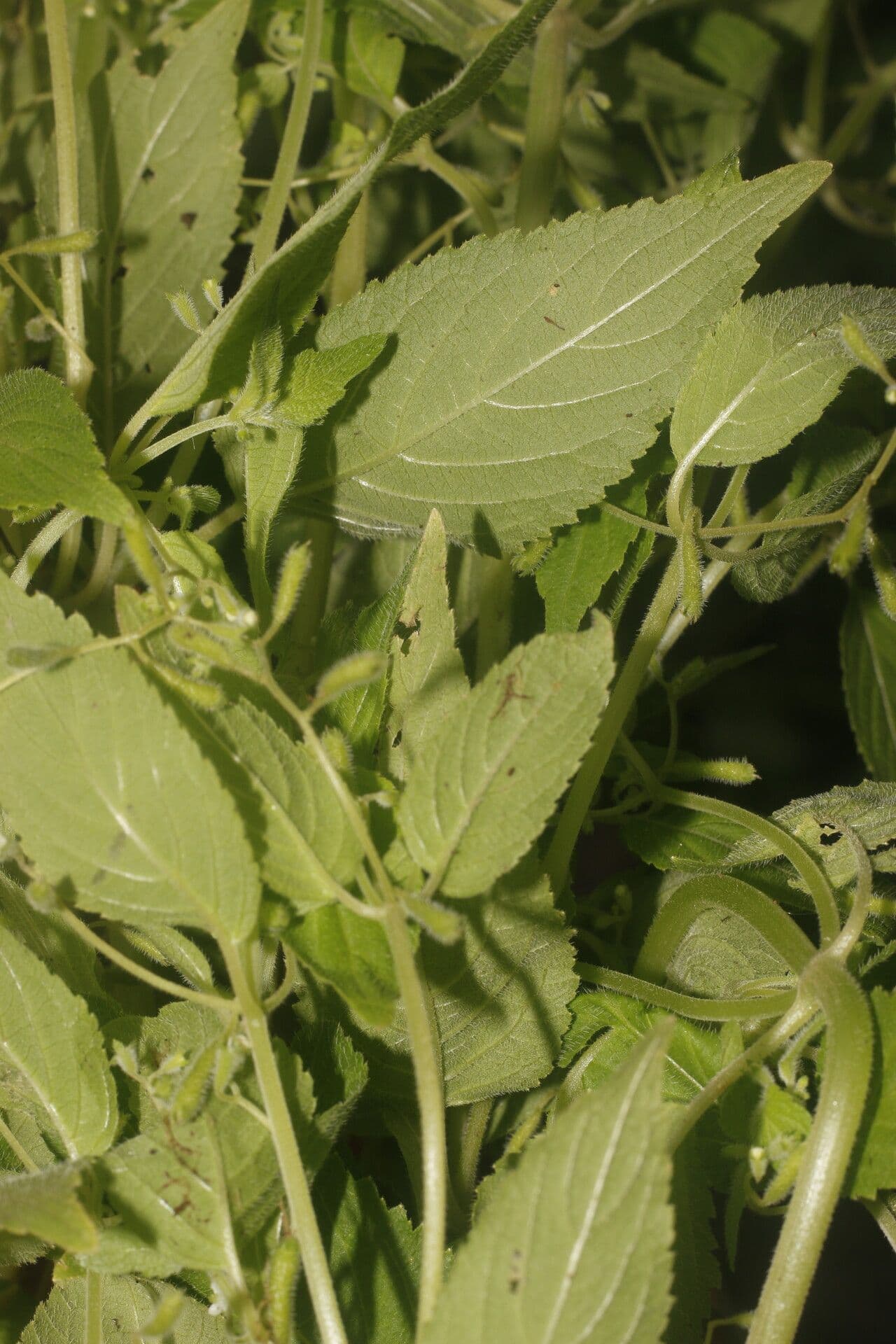 Klaprothia 10