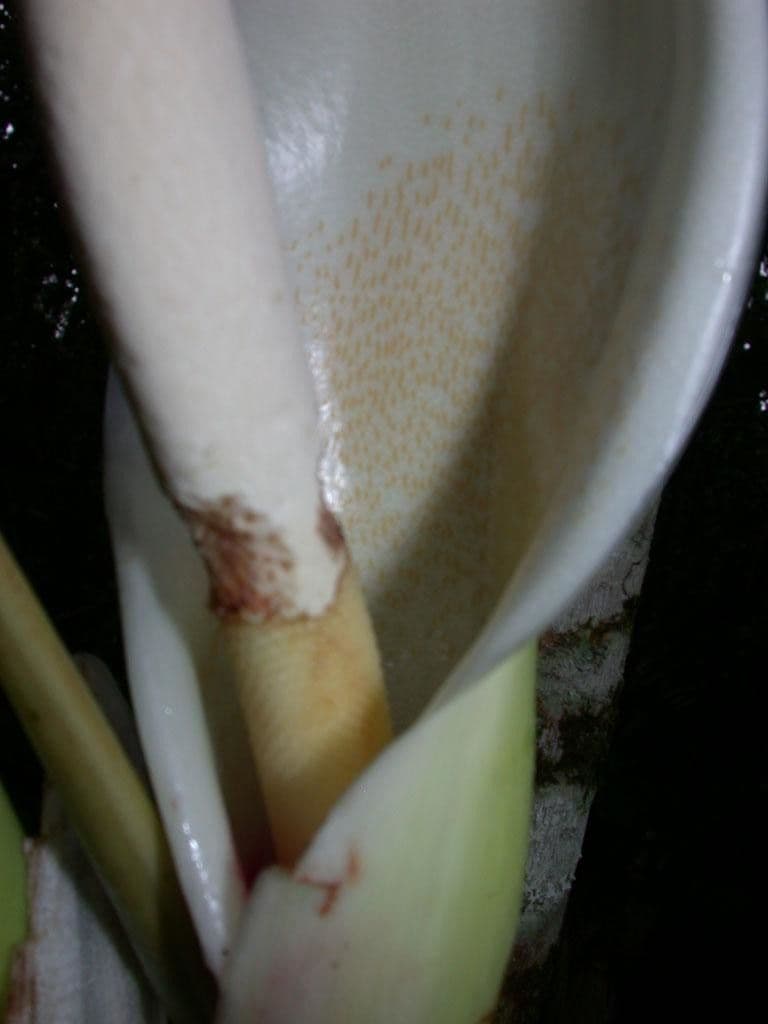Filodendro tripartito 22