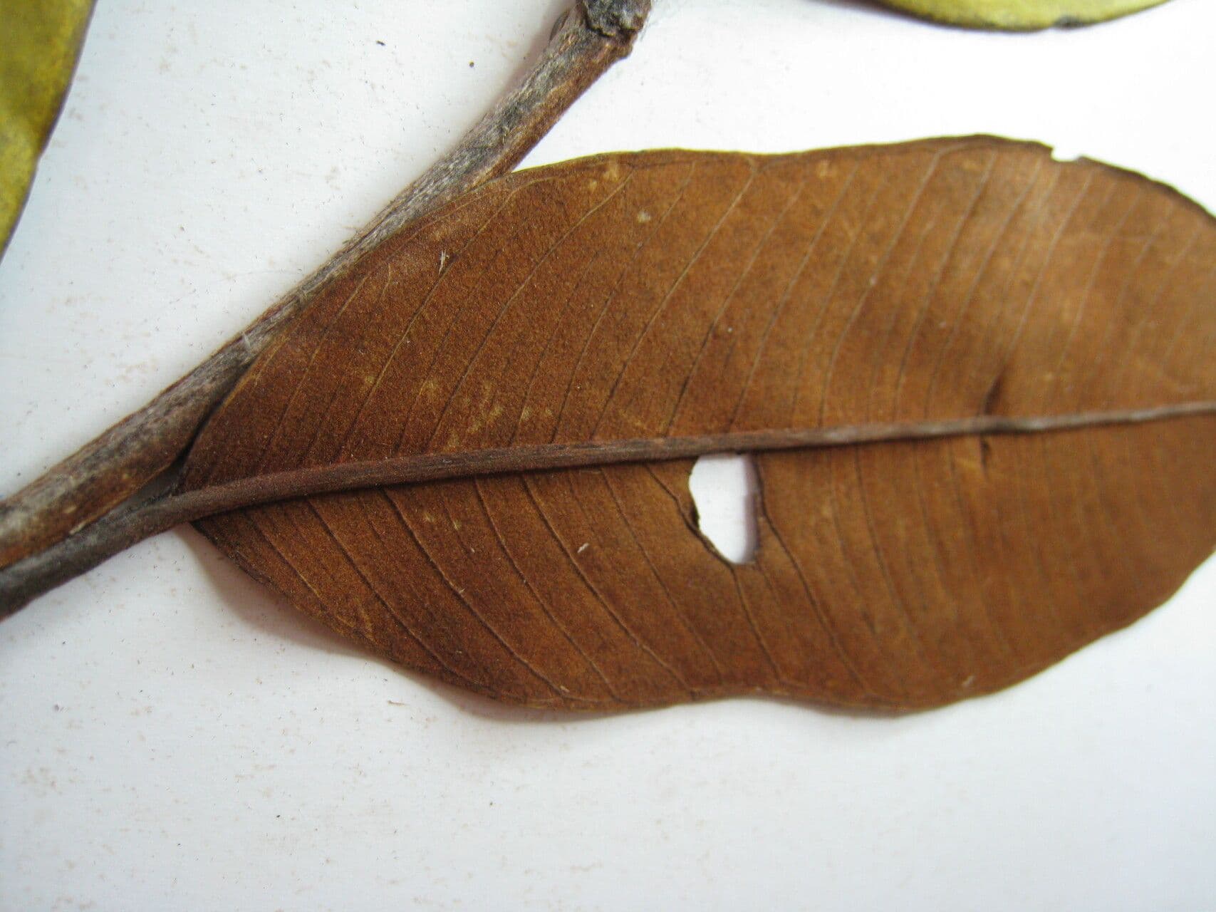 Vochysia 2