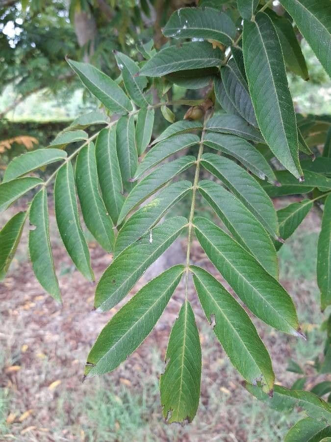 Pterocarya rhoifolia 17