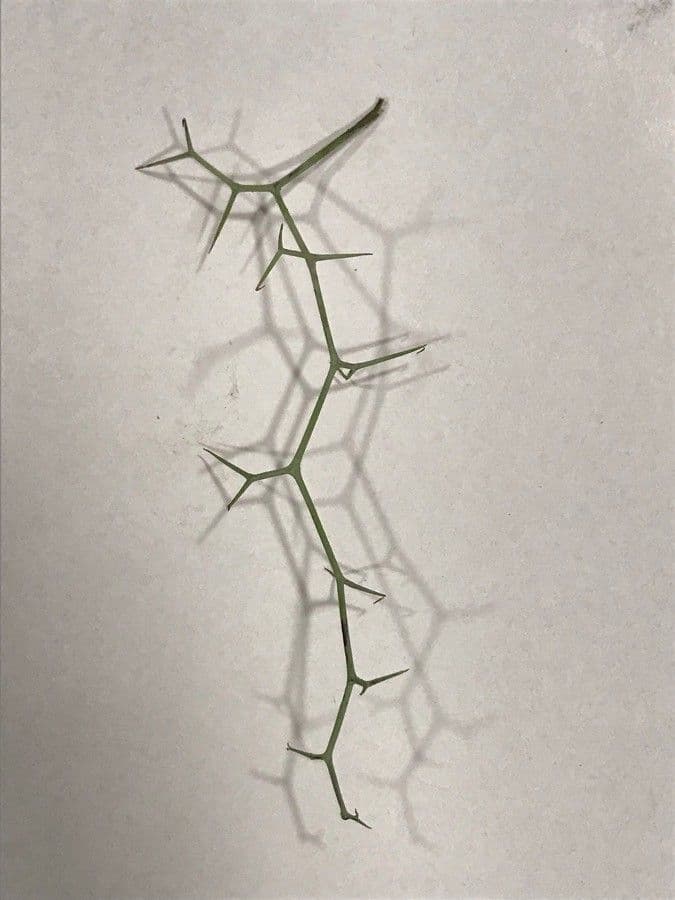 Launaea arborea 24