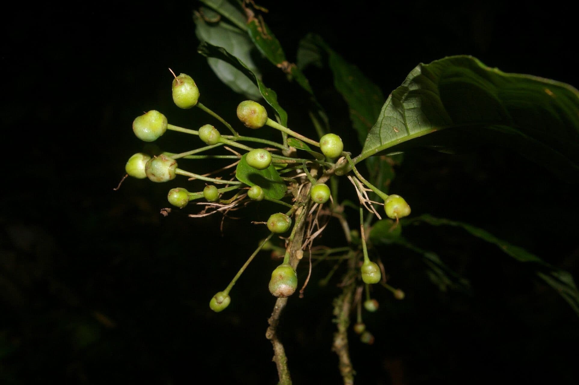 Aegiphila