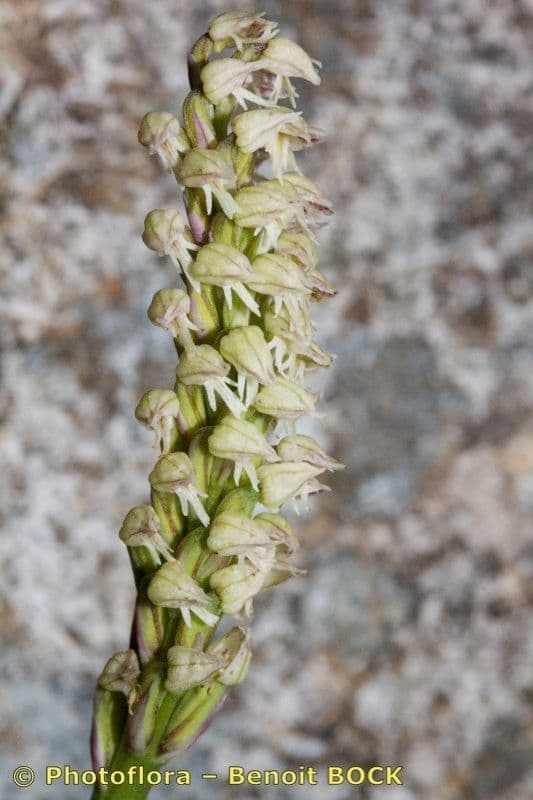 Orchidea maculata 2