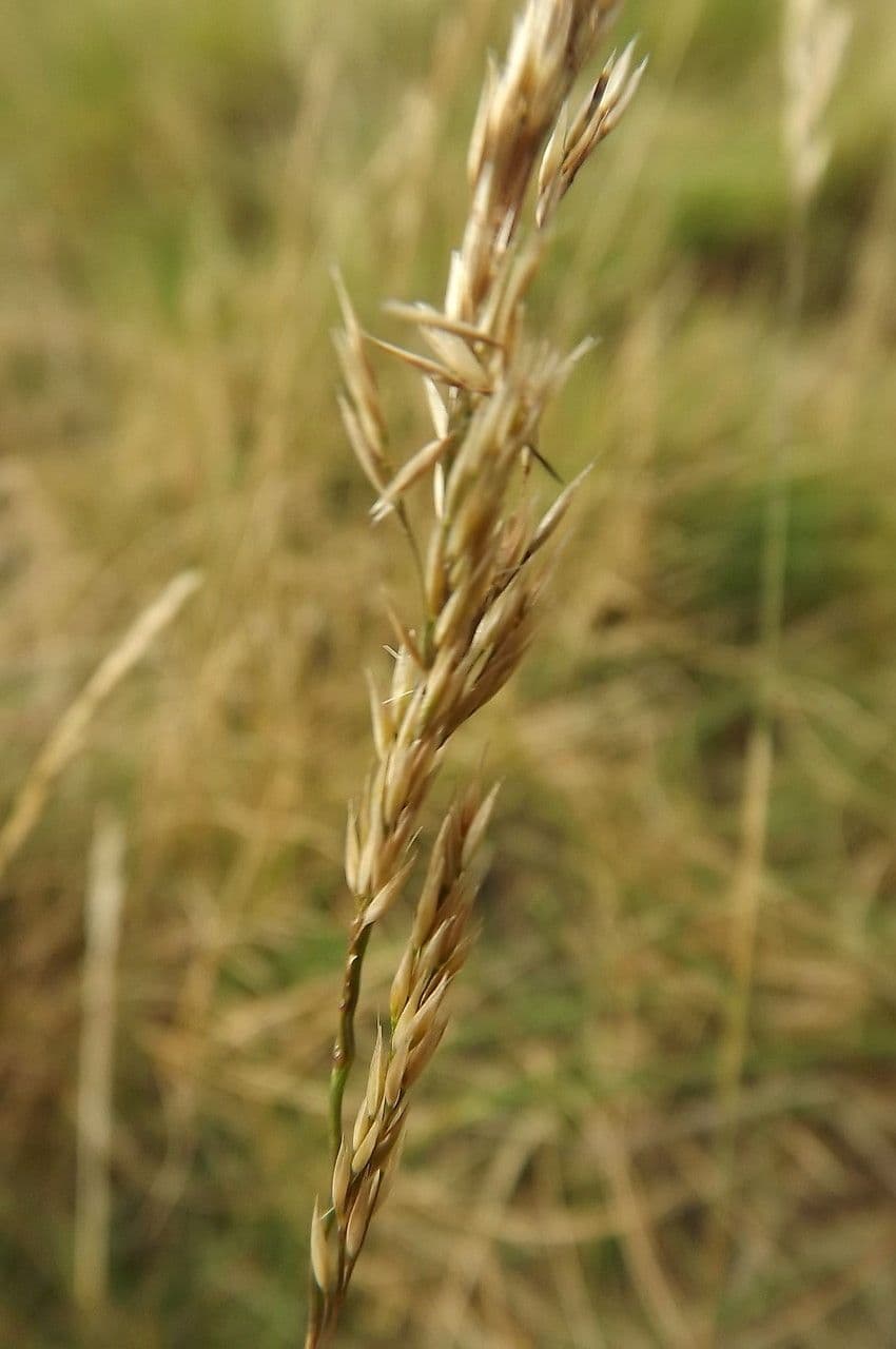 Agrostis curtisii 5