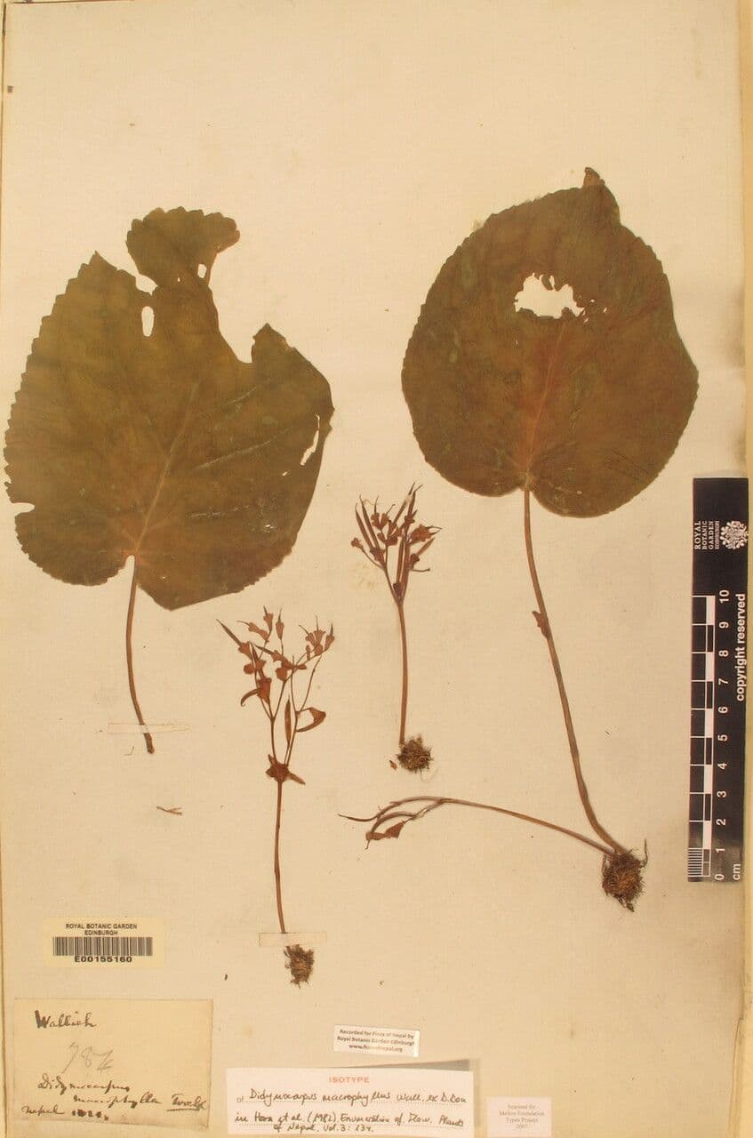 Didymocarpus 3