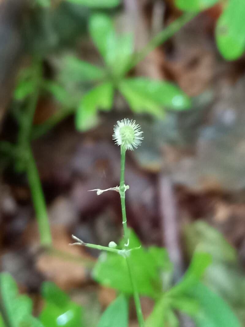Stellina odorosa