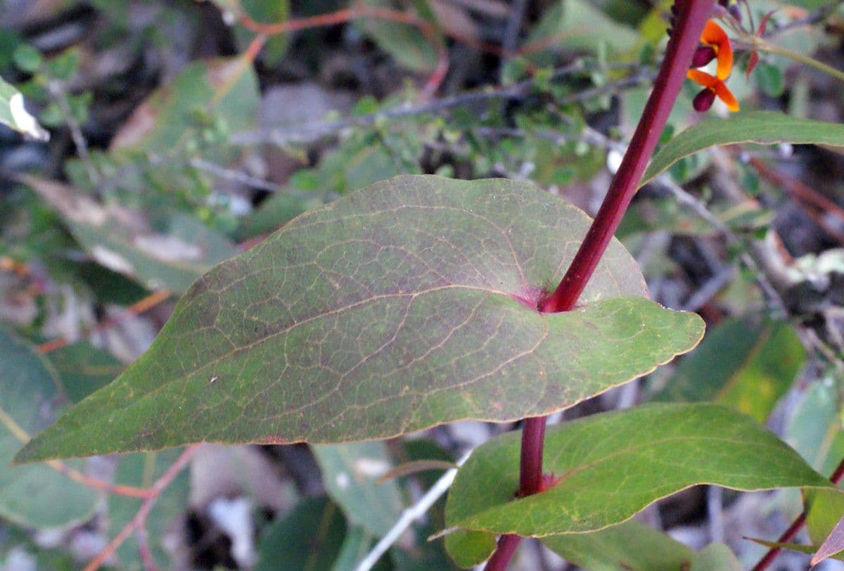 Daviesia cordata 11