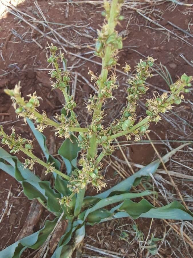 Chlorophytum gallabatense 10