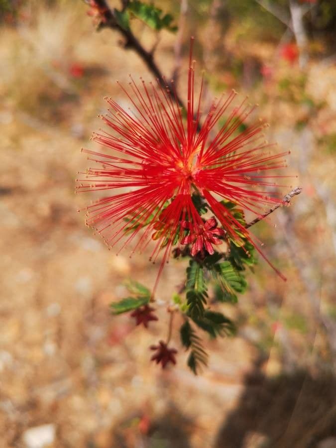Fairy-duster 10