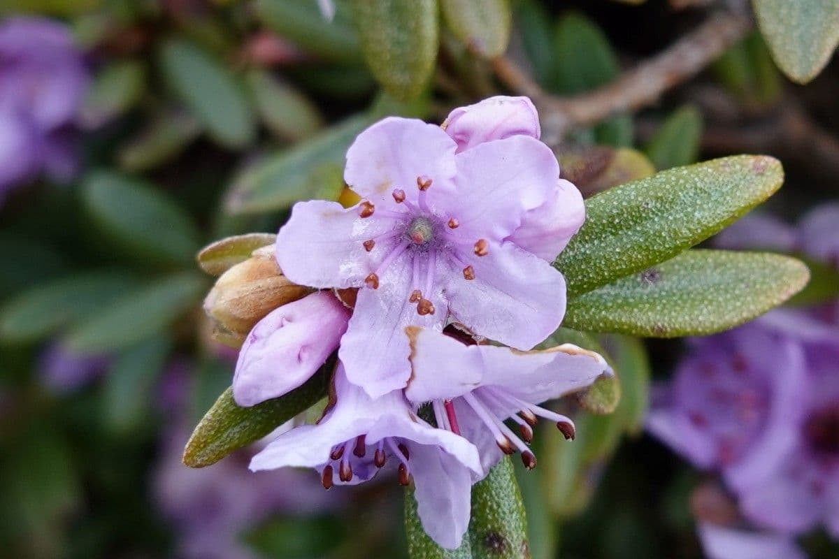 Rododendro 6