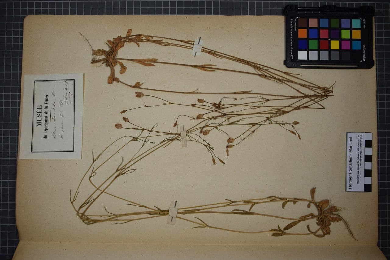 Silene cretica 11