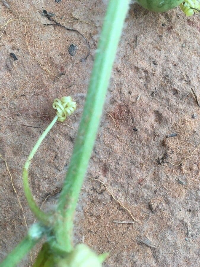 Anguria 25