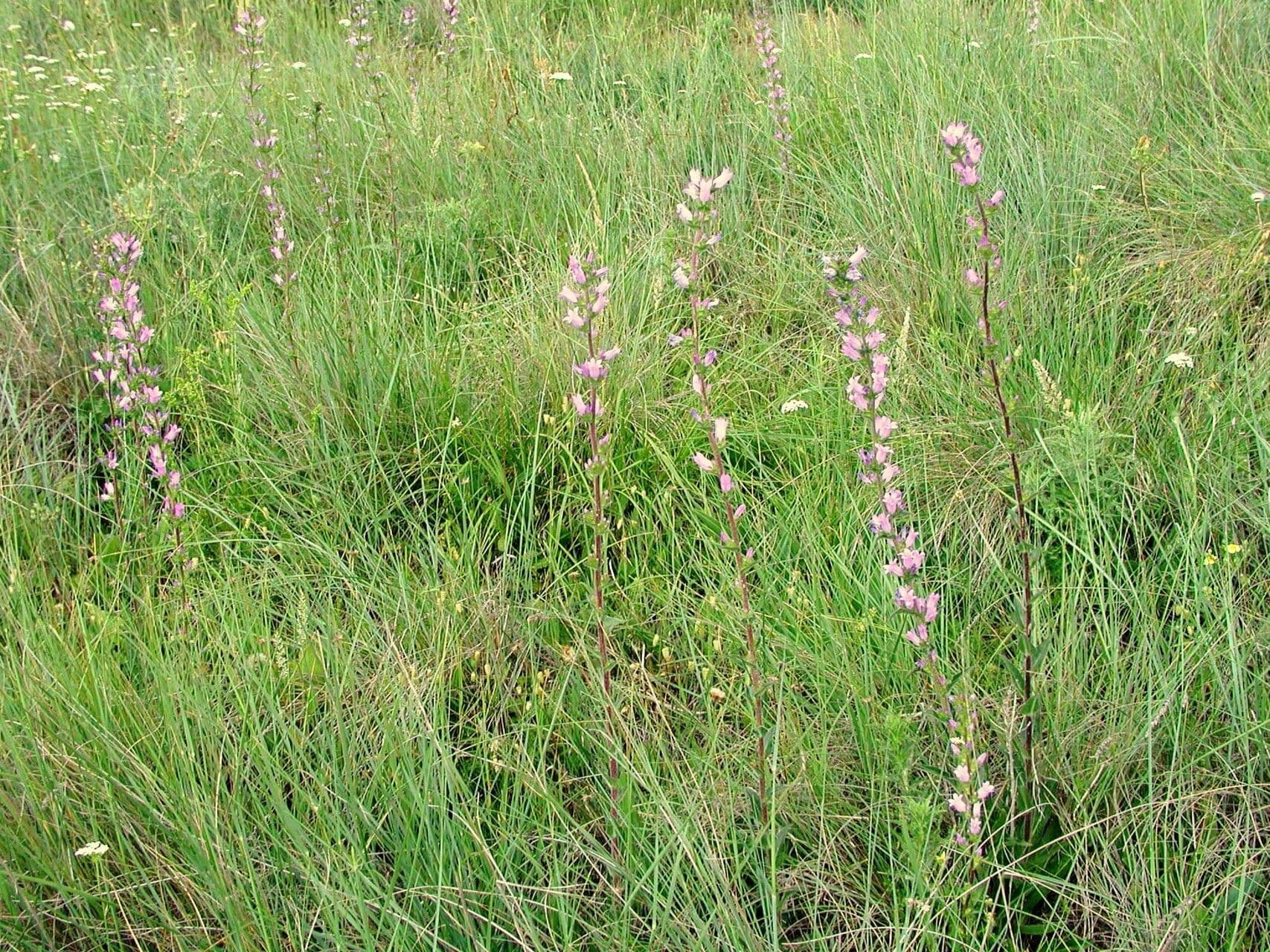 Campanula 4