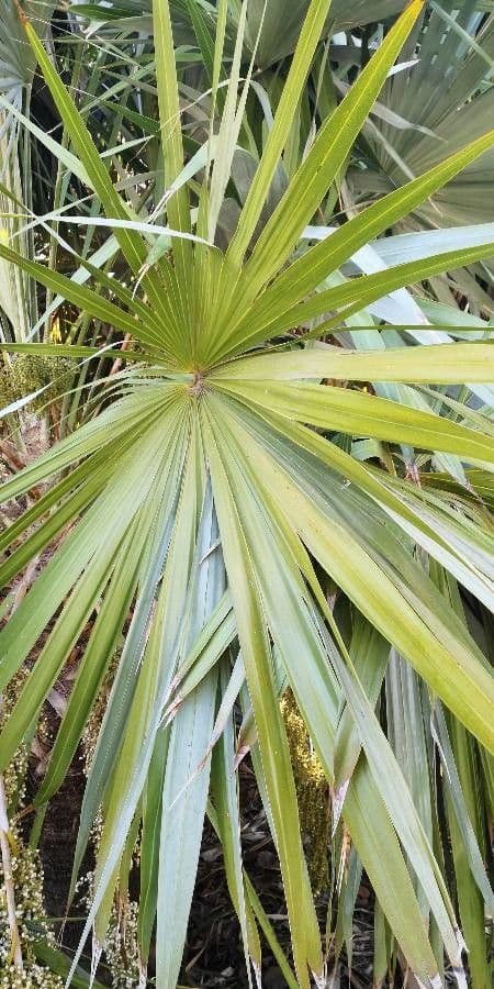 Thrinax 7