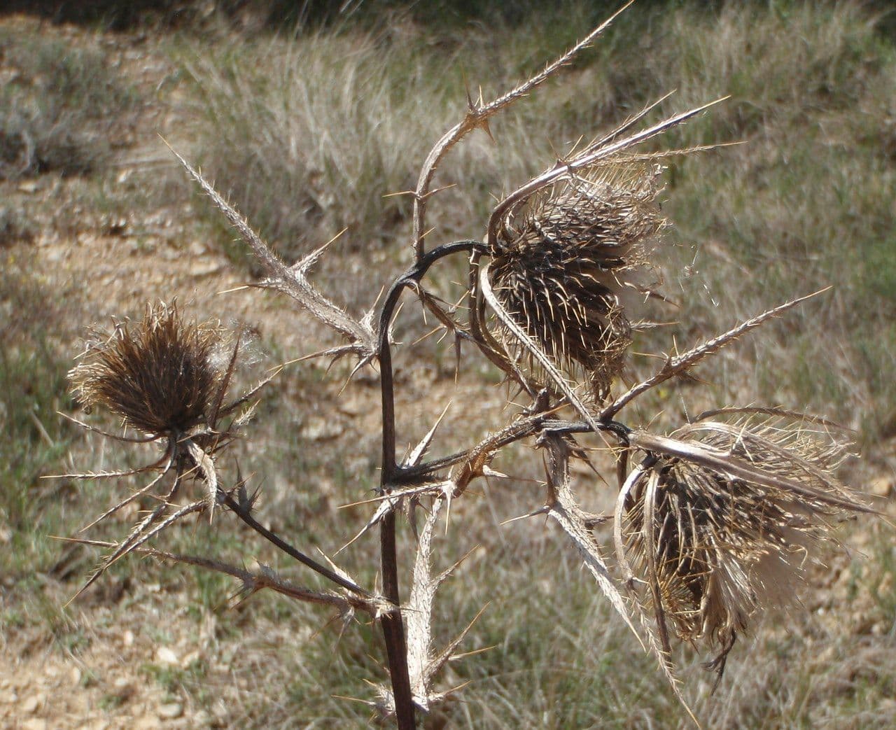 Cardo feroce 4