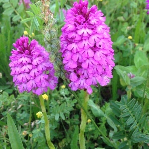 Zweiblättrige Waldhyazinthe 26