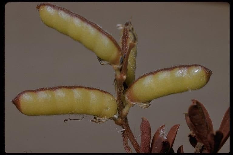 Lupinella bicolore 2