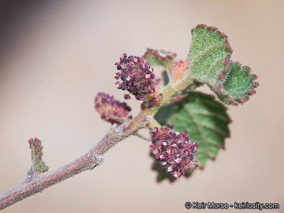 Acalifa californiana 5