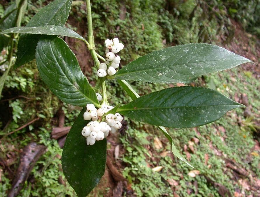 Hedyosmum 7