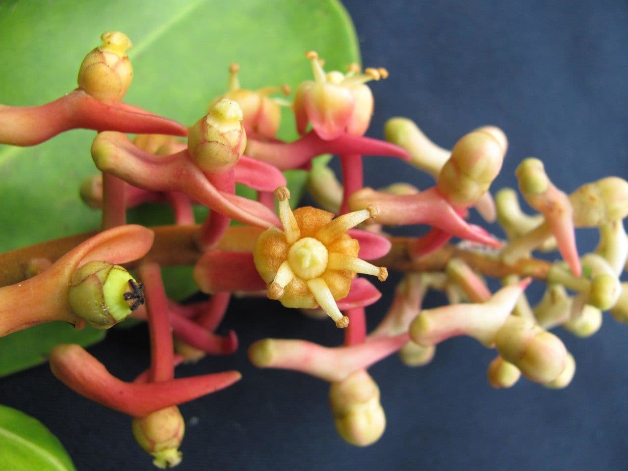 Souroubea