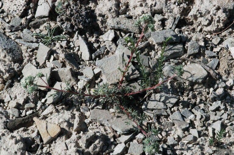 Ipomopsis congesta 13