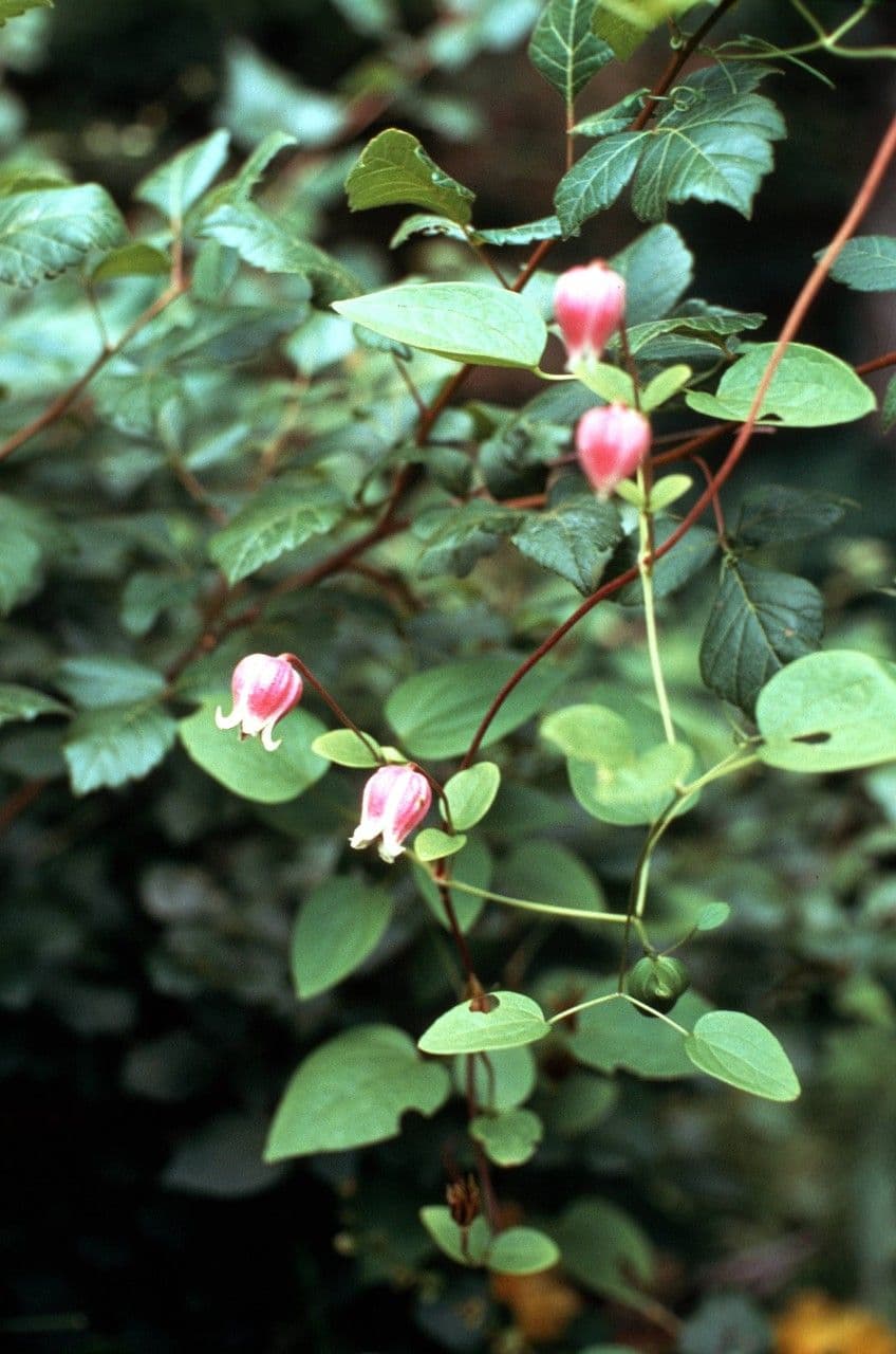 Clematide coriacea 8