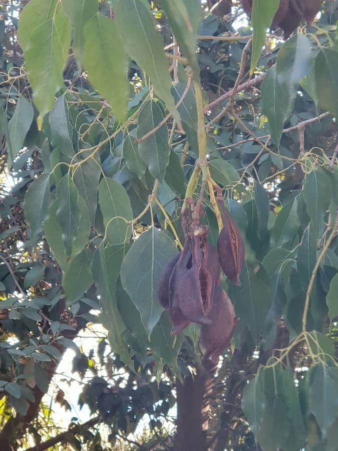 Brachychiton 5