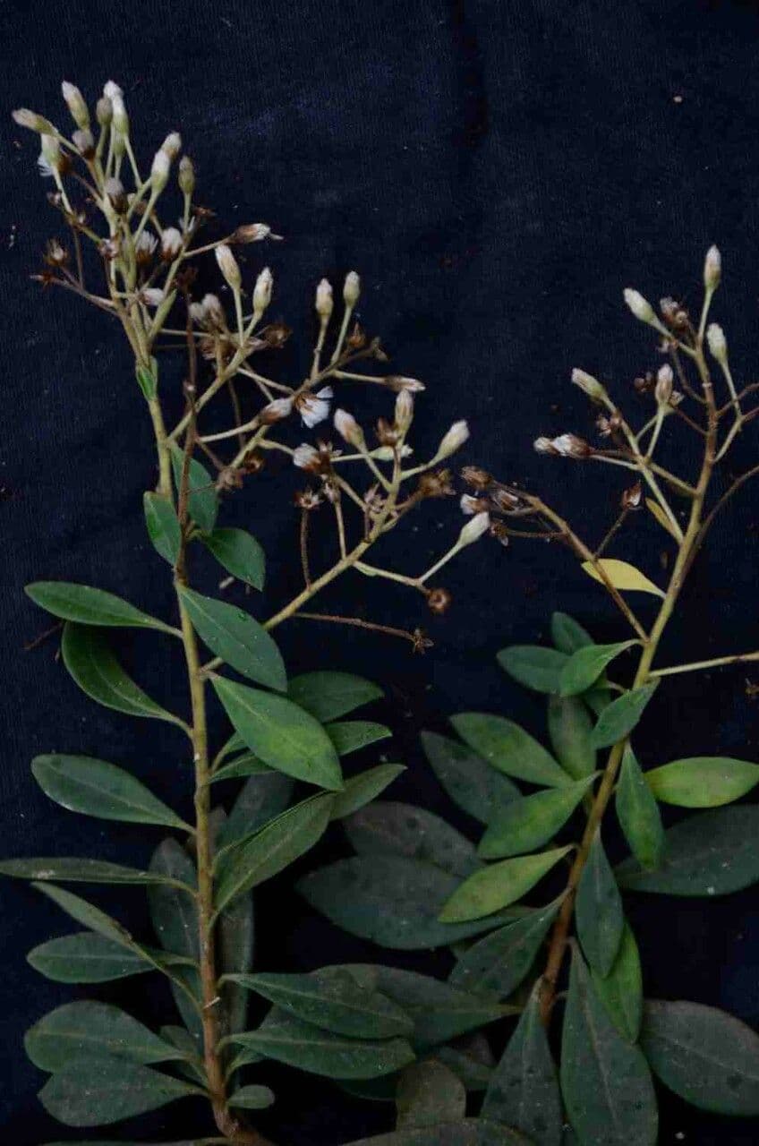 Baccharis 2