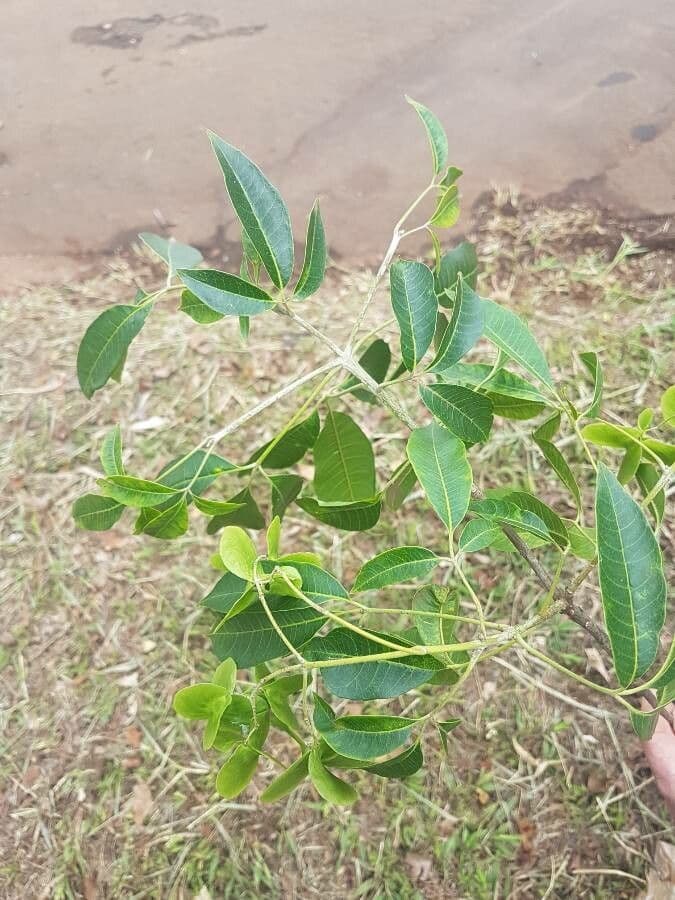 Balfourodendron 8