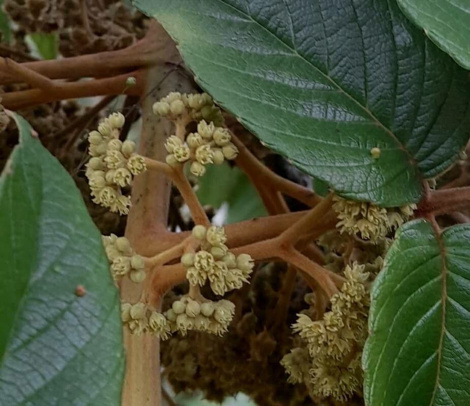 Brunellia