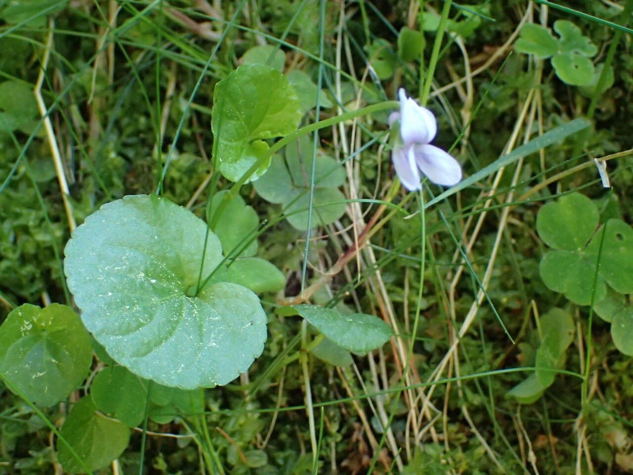 Viola palustre 18