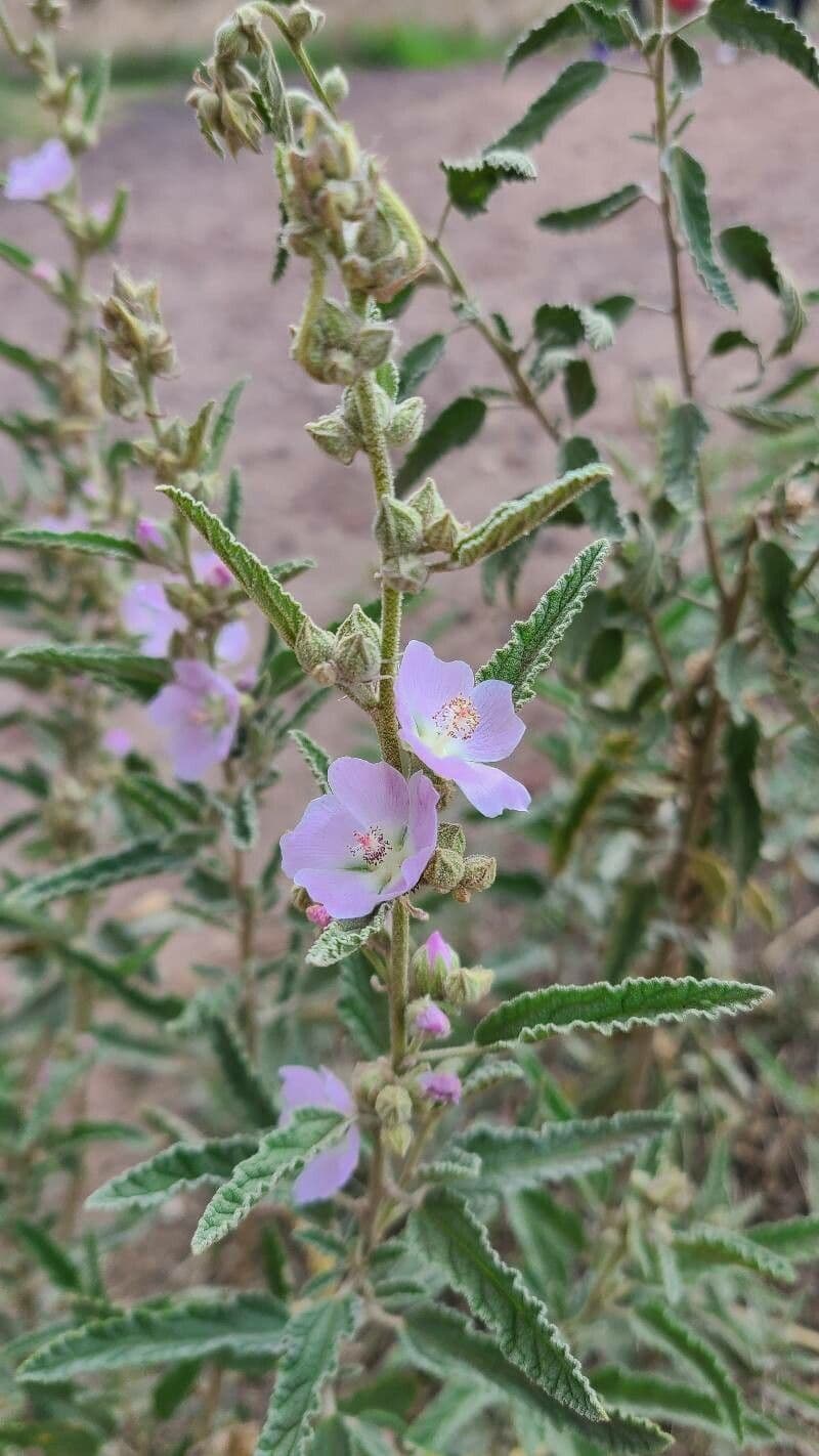 Sferalcea