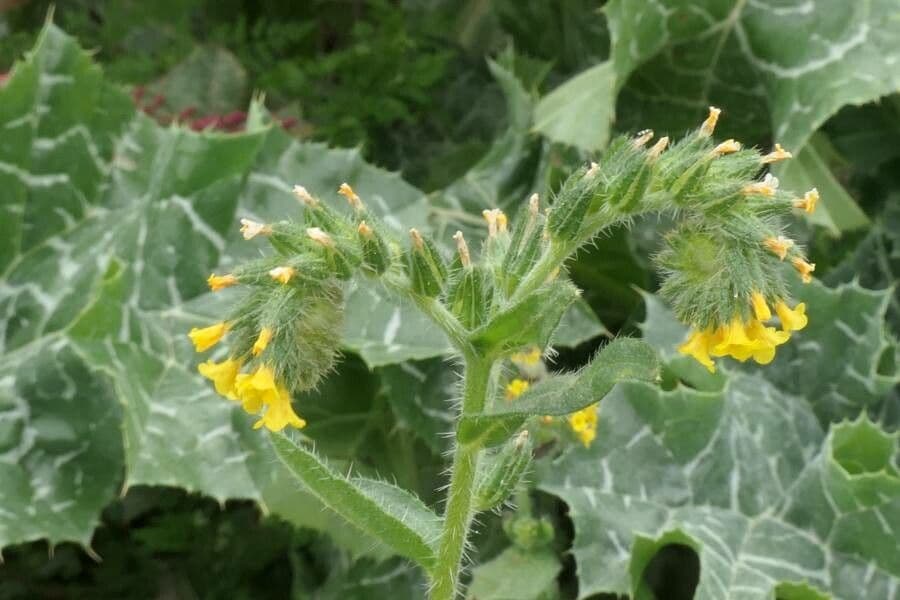 Amsinckia 3
