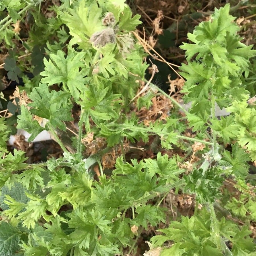 Pelargonio 2