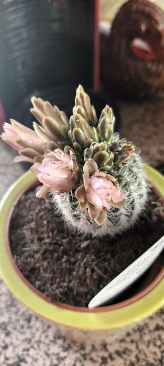 Gymnocalycium