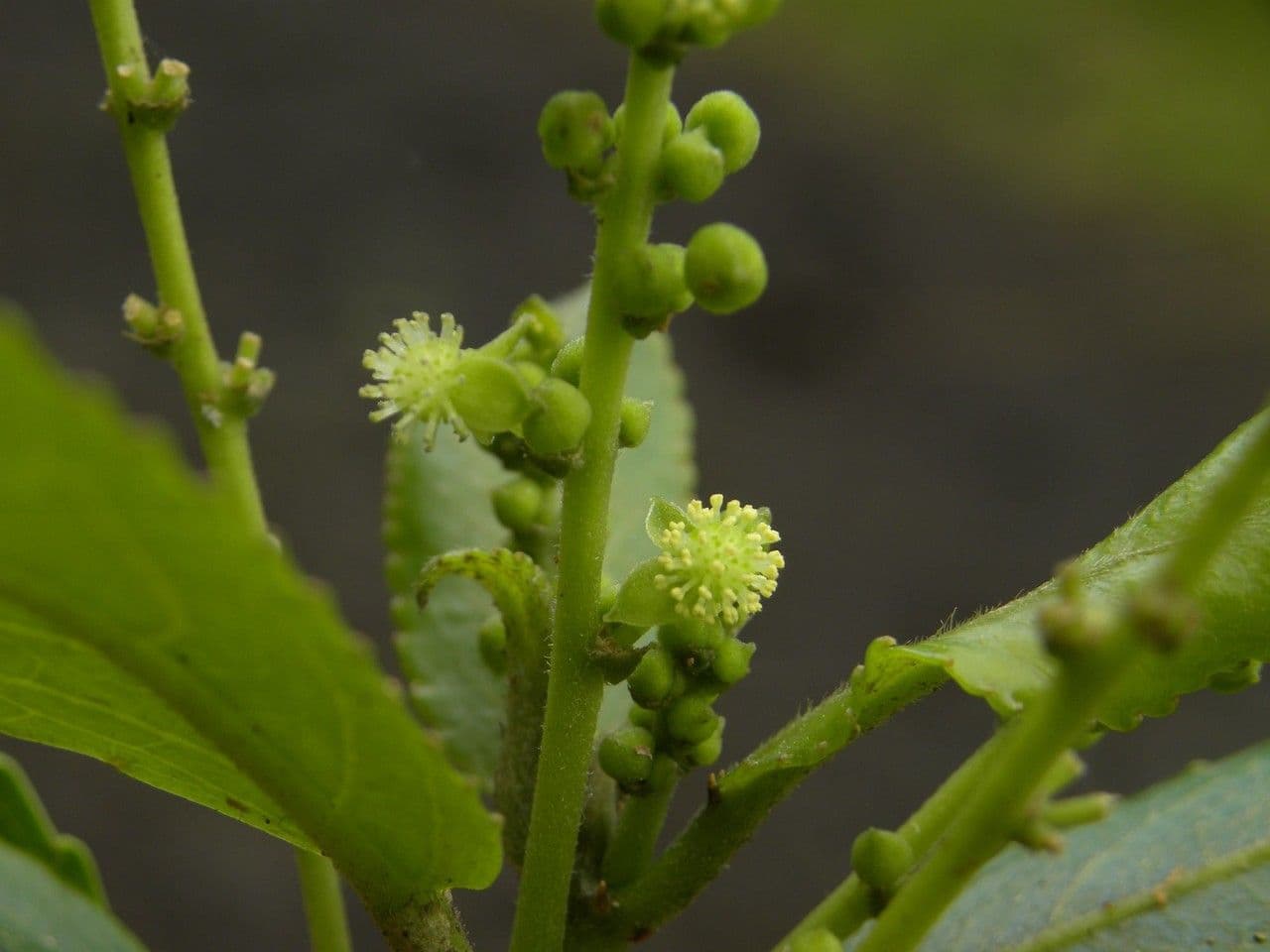 Claoxylon 9