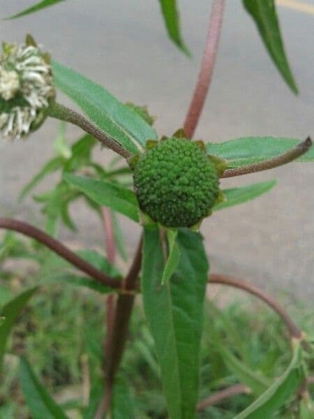 Eclipta 7