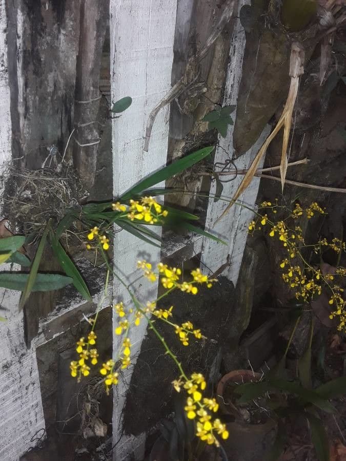 Oncidium 2