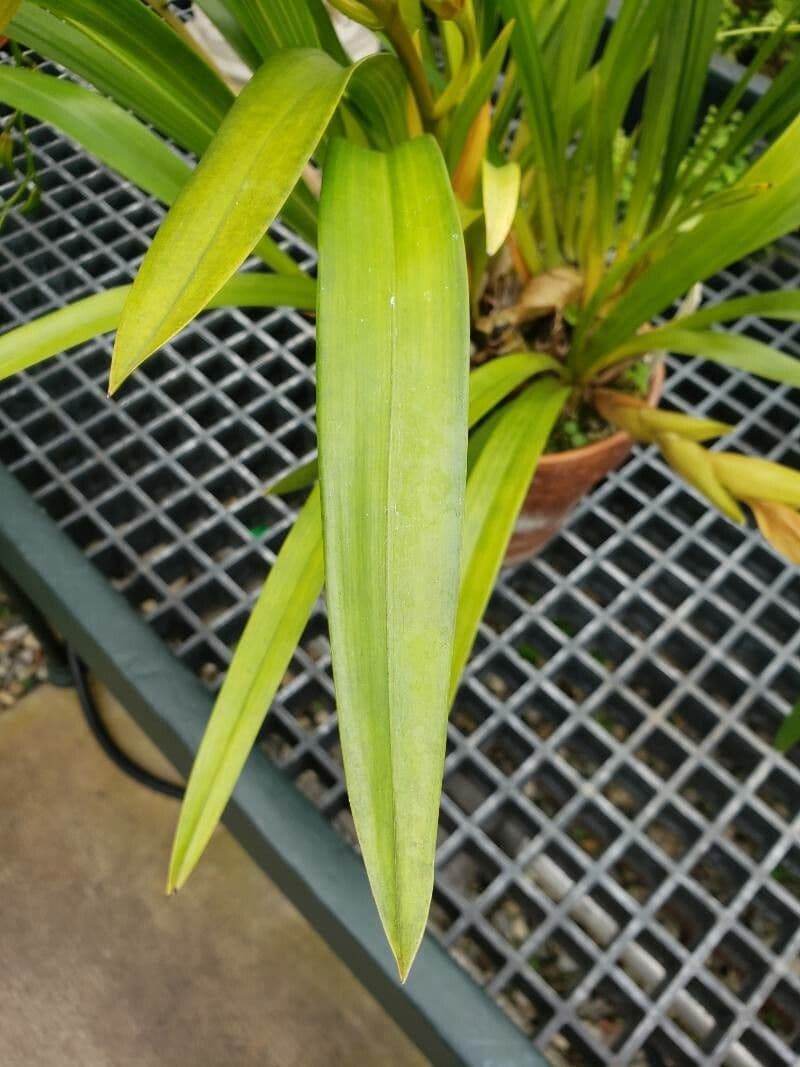 Cymbidium 2